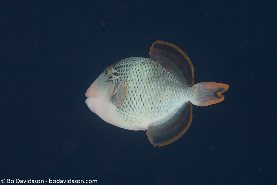 BD-150421-Maldives-7569-Pseudobalistes-flavimarginatus-(Rüppell.-1829)-[Yellowmargin-triggerfish].jpg